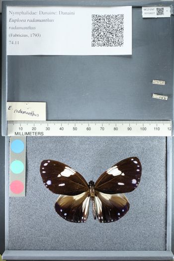 Media type: image;   Entomology 159377